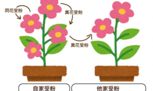 苦桃仁和甜桃仁的区别-苦桃仁成分药用价值网- 苦桃仁能吃吗百度百科知识,分享苦桃仁有毒吗